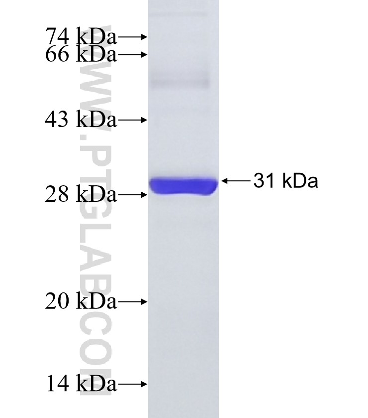 IL-28RA fusion protein Ag18830 SDS-PAGE