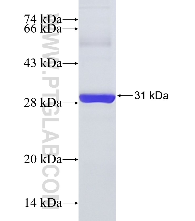 IL-28RA fusion protein Ag18830 SDS-PAGE
