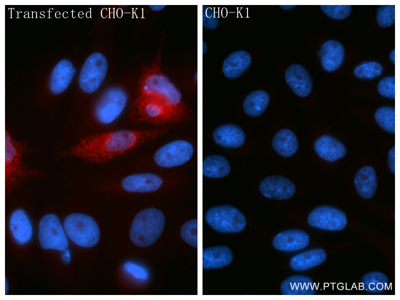 IF Staining of Transfected CHO-K1 using 86548-3-RR IF Staining of Transfected CHO-K1 using 86548-3-RR