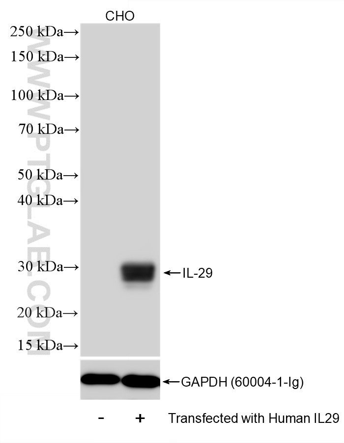 WB analysis of CHO using 86548-3-RR WB analysis of CHO using 86548-3-RR