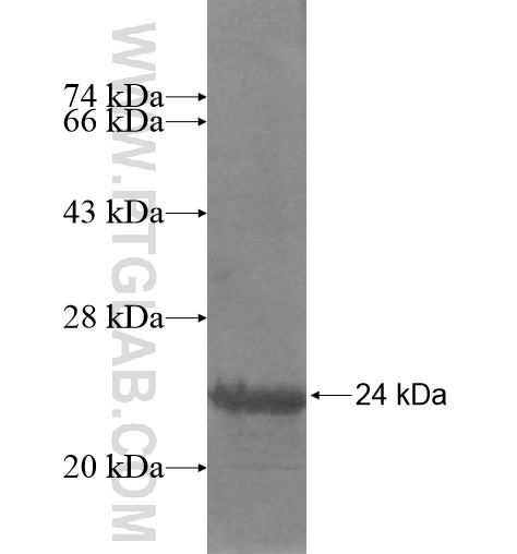 IL-29 fusion protein Ag12444 SDS-PAGE