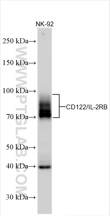 WB analysis using 13602-1-AP