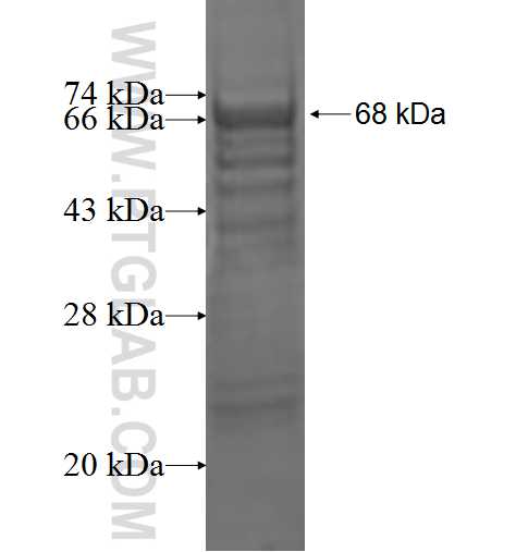 IL2RG fusion protein Ag1911 SDS-PAGE