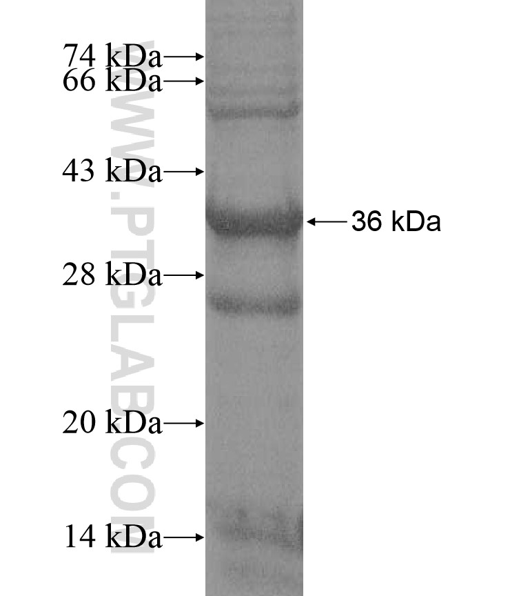 IL33 fusion protein Ag17267 SDS-PAGE IL33 fusion protein Ag17267 SDS-PAGE