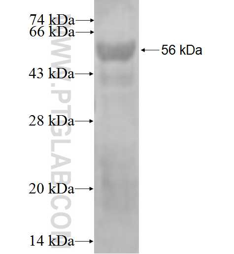 IL-33 fusion protein Ag2691 SDS-PAGE IL-33 fusion protein Ag2691 SDS-PAGE