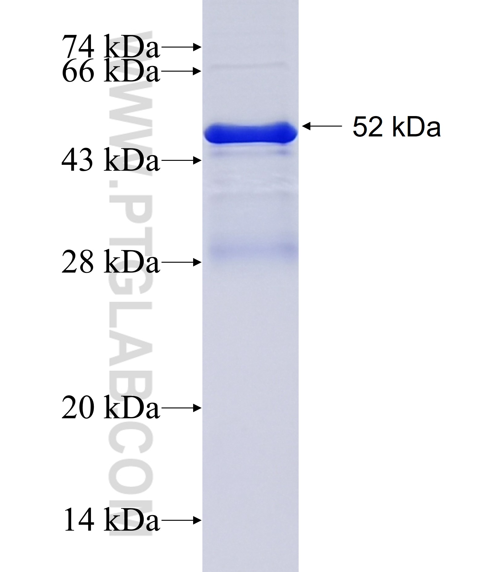 IL-34 fusion protein Ag14903 SDS-PAGE