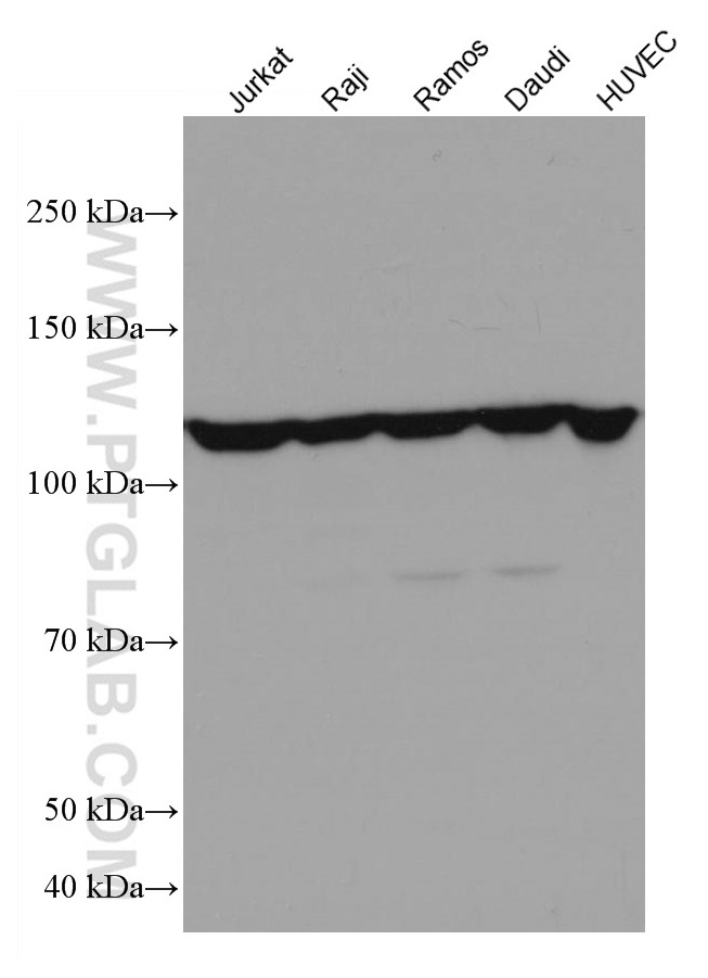 WB analysis using 67051-1-Ig