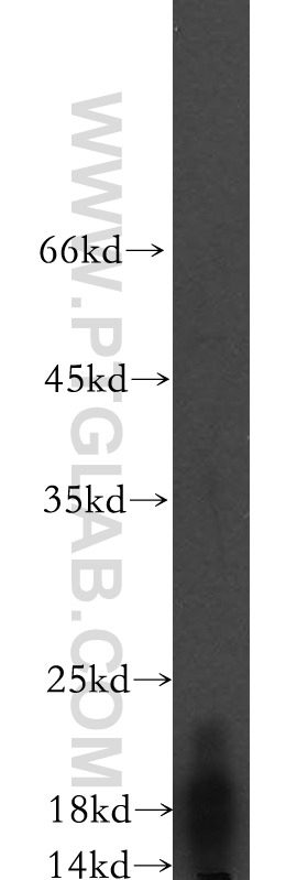 WB analysis of Recombinant protein using 17786-1-AP