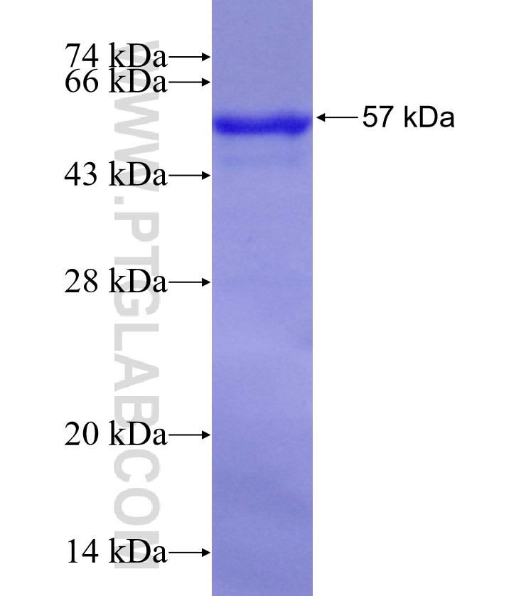 IL-5RA fusion protein Ag3358 SDS-PAGE