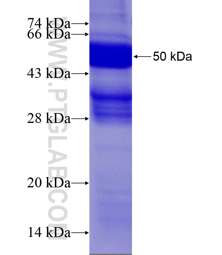 IL-6 fusion protein Ag10565 SDS-PAGE