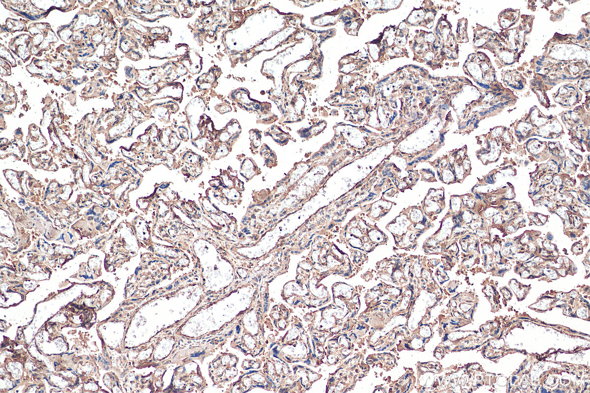 IHC staining of human placenta using 67766-1-Ig