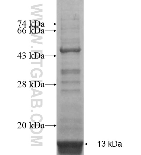 IL-8RB/CXCR2 fusion protein Ag14982 SDS-PAGE IL-8RB/CXCR2 fusion protein Ag14982 SDS-PAGE