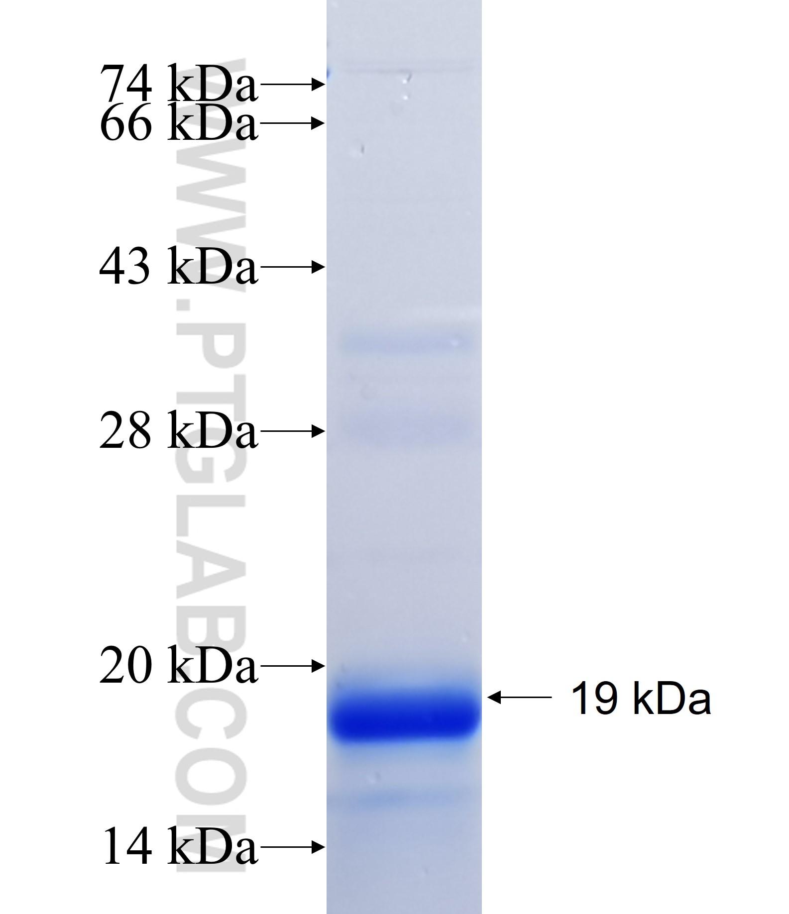 IL-9 fusion protein Ag26431 SDS-PAGE