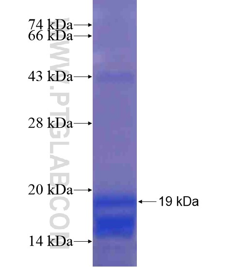 IL-9 fusion protein Ag21435 SDS-PAGE