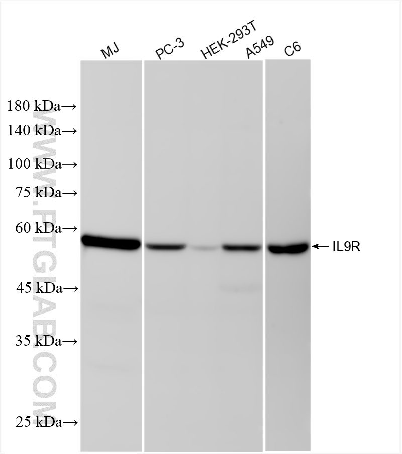 WB analysis using 87379-1-RR (same clone as 87379-1-PBS)