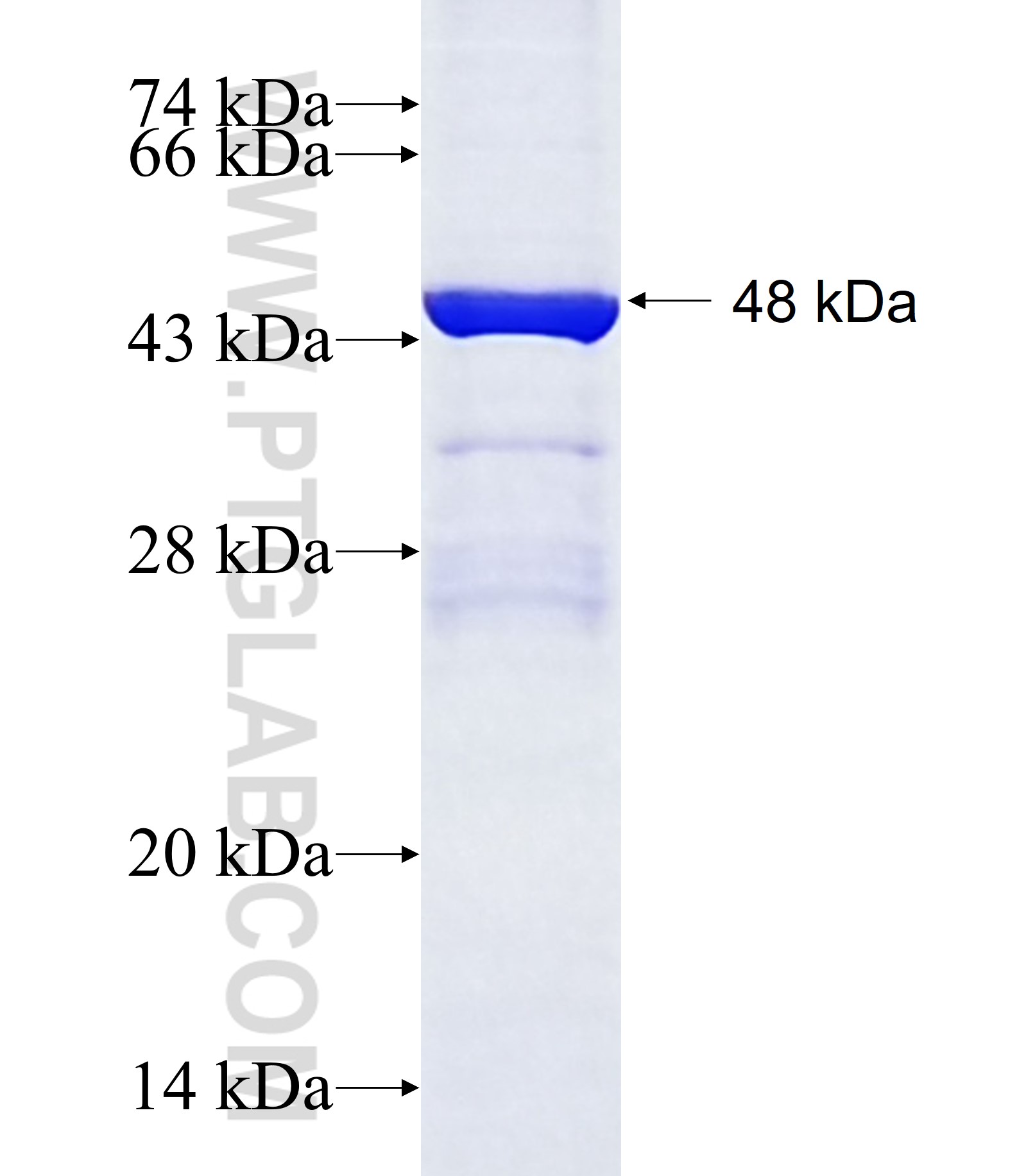 IL-9R fusion protein Ag28178 SDS-PAGE