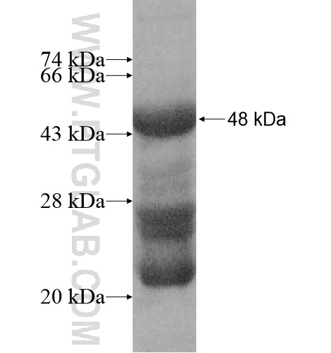 IL9R fusion protein Ag11033 SDS-PAGE