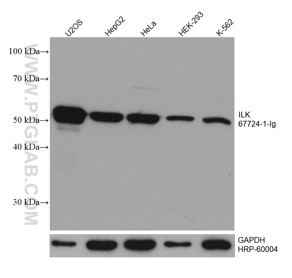 WB analysis using 67724-1-Ig