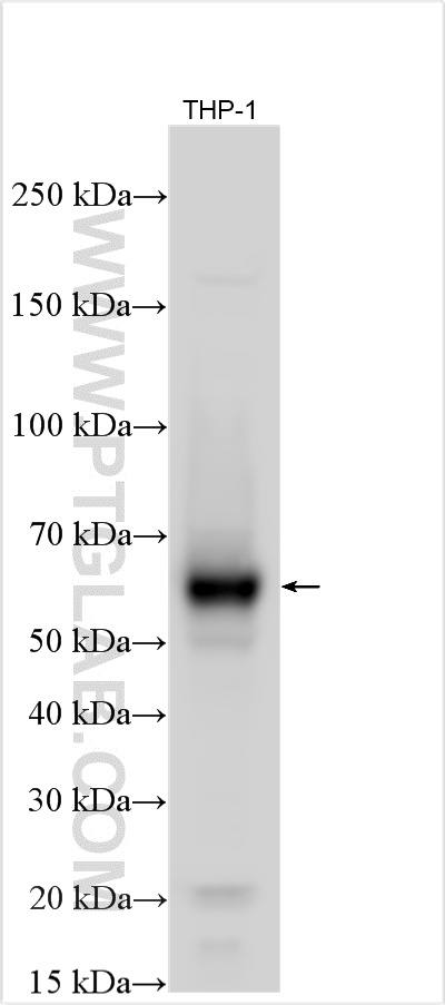 WB analysis using 28422-1-AP