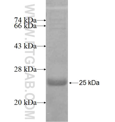 IMMP1L fusion protein Ag9924 SDS-PAGE IMMP1L fusion protein Ag9924 SDS-PAGE