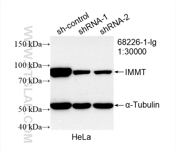 WB analysis of HeLa using 68226-1-Ig (same clone as 68226-1-PBS)