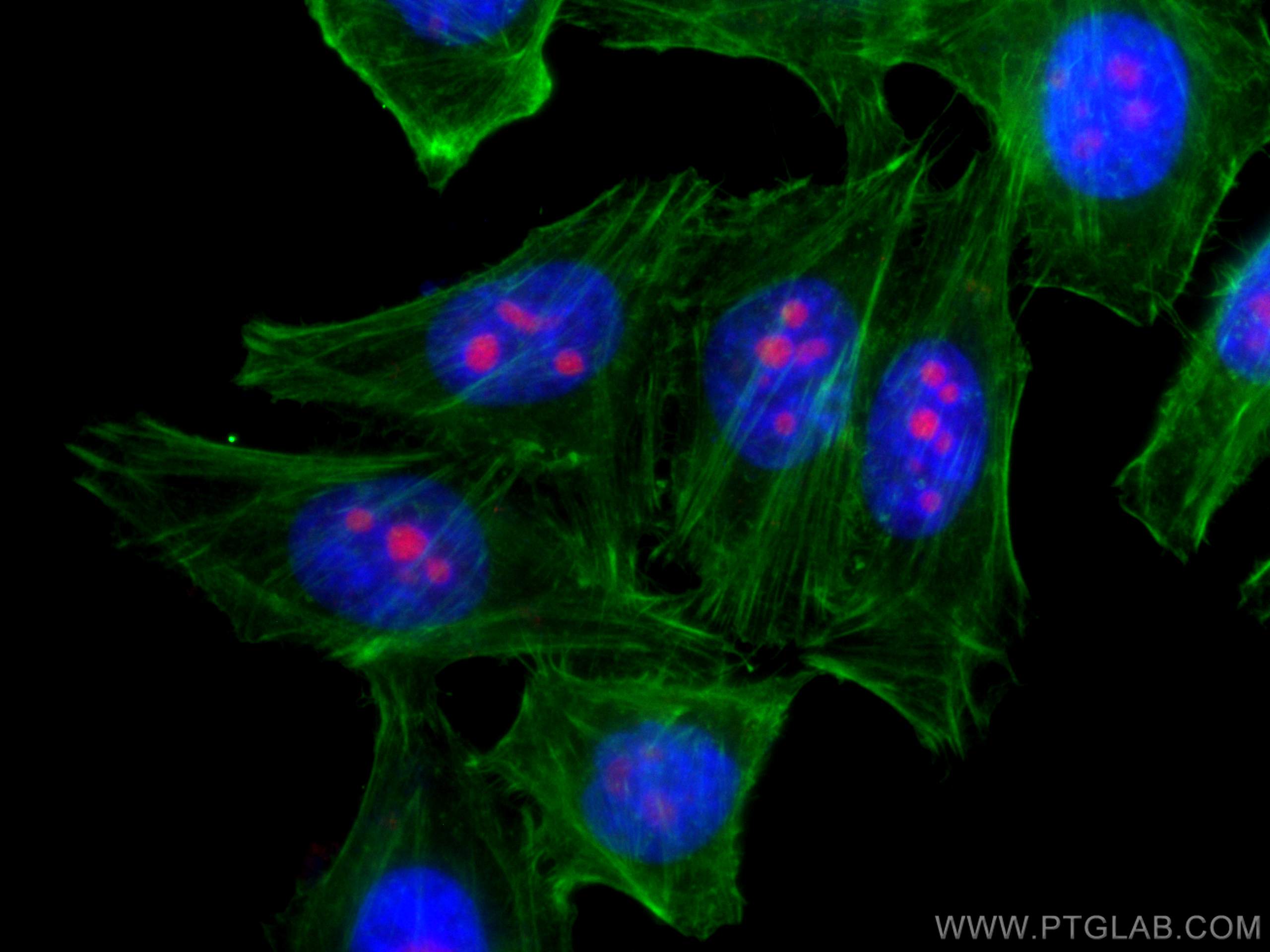 IF Staining of HepG2 using CL594-66247