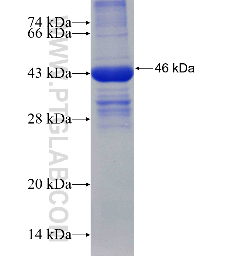 IMP3 fusion protein Ag3477 SDS-PAGE