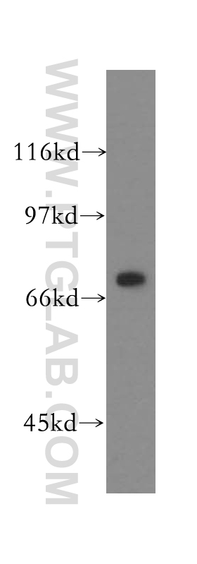 WB analysis of HEK-293 using 12664-1-AP