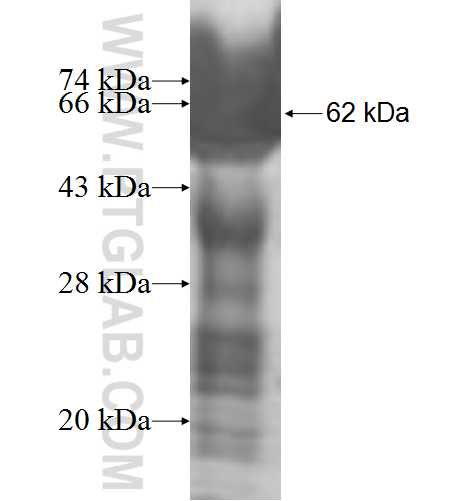 IMPACT fusion protein Ag9776 SDS-PAGE