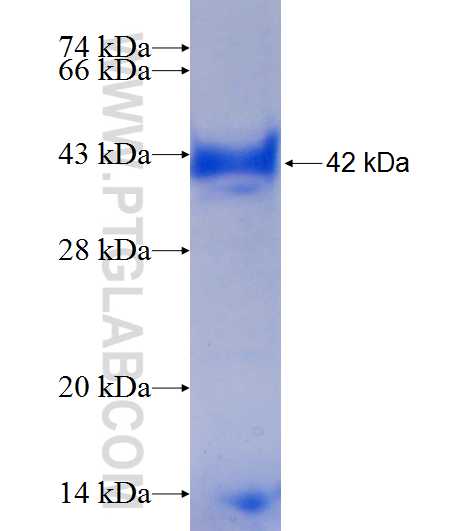 IMPACT fusion protein Ag9890 SDS-PAGE