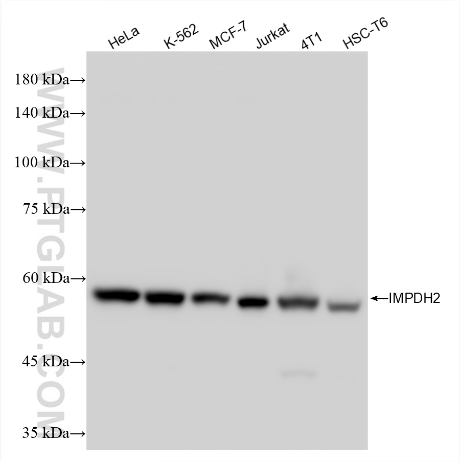 WB analysis using 86346-3-RR