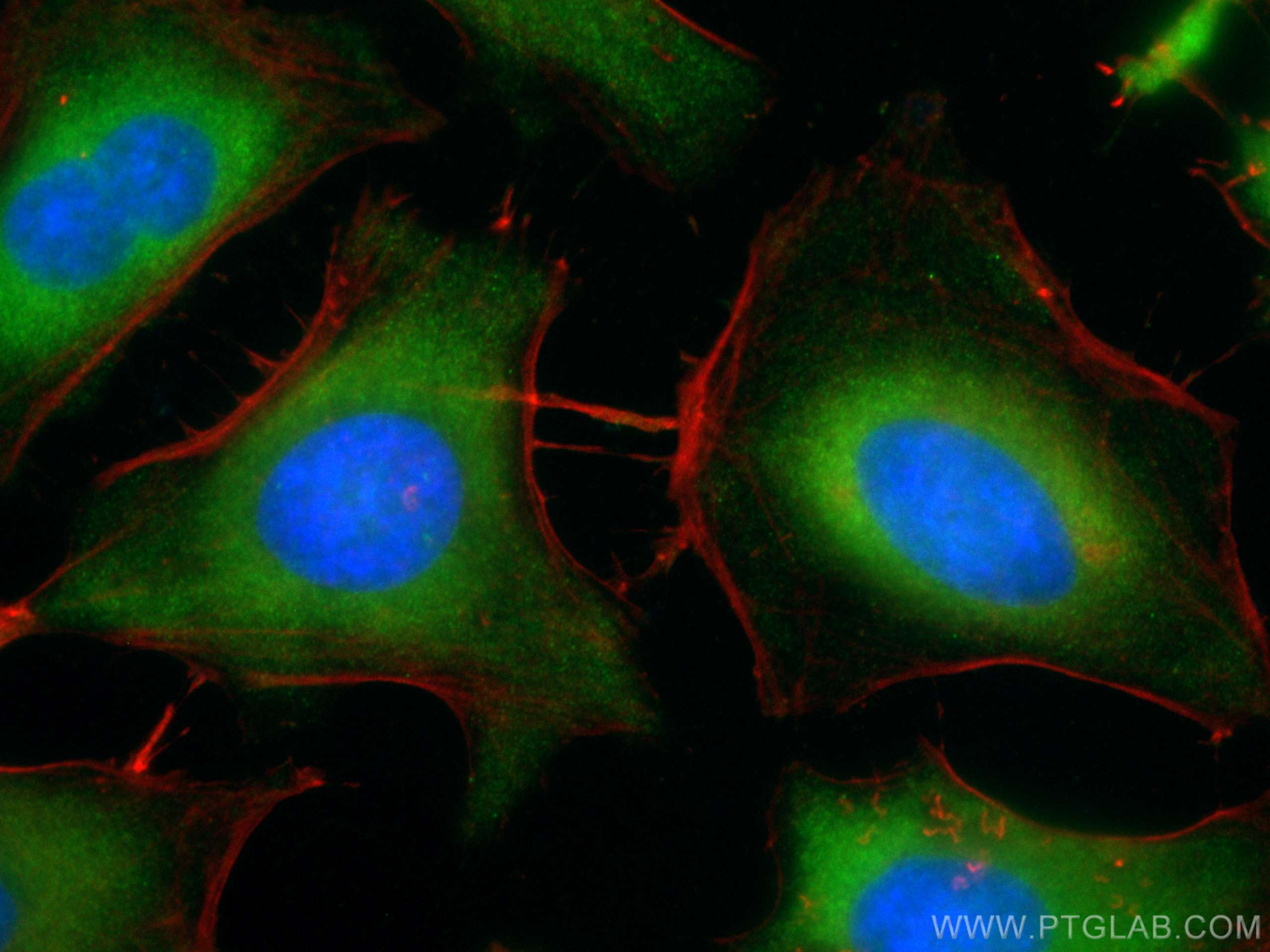 IF Staining of HeLa using CL488-12948