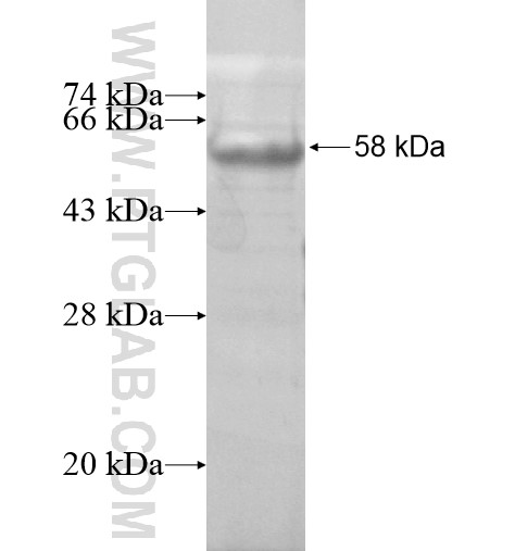 IMPG1 fusion protein Ag13957 SDS-PAGE