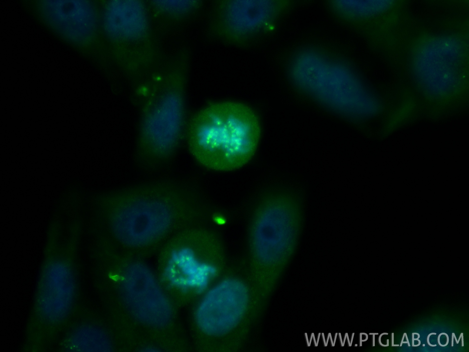 Immunofluorescent analysis of (4% PFA) fixed HepG2 cells using INCENP antibody (29419-1-AP) at dilution of 1:200 and CoraLite®488-Conjugated Goat Anti-Rabbit IgG(H+L) (<a class='green' href='/productredirect?CatalogNo=SA00013-2' target='_blank'>SA00013-2</a>). IF Staining of HepG2 using 29419-1-AP