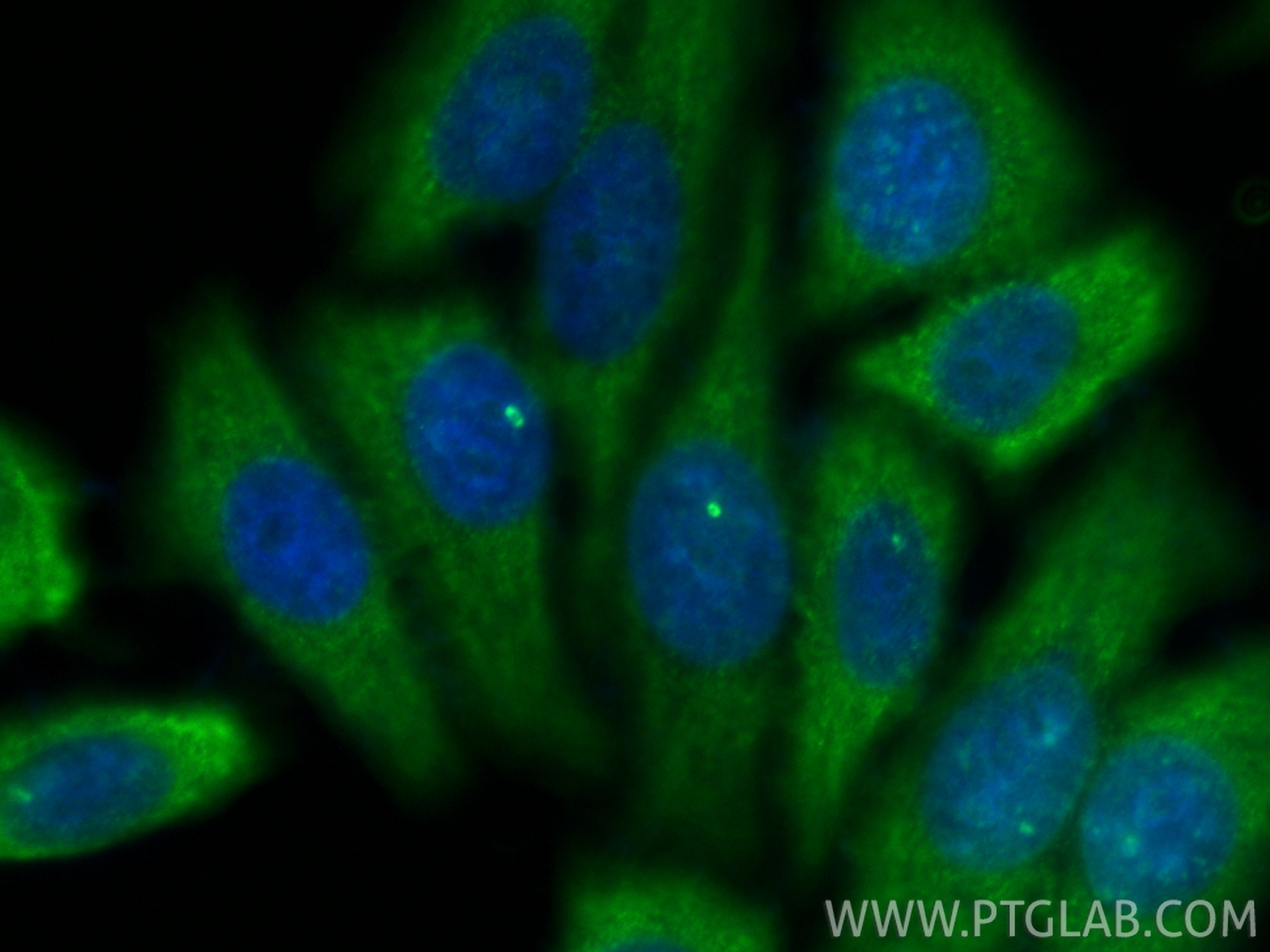 Immunofluorescent analysis of (-20°C Ethanol) fixed HepG2 cells using INCENP antibody (29419-1-AP) at dilution of 1:200 and CoraLite®488-Conjugated Goat Anti-Rabbit IgG(H+L) (<a class='green' href='/productredirect?CatalogNo=SA00013-2' target='_blank'>SA00013-2</a>). IF Staining of HepG2 using 29419-1-AP