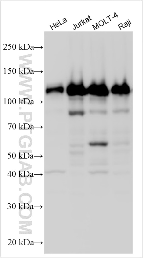 WB analysis using 29419-1-AP