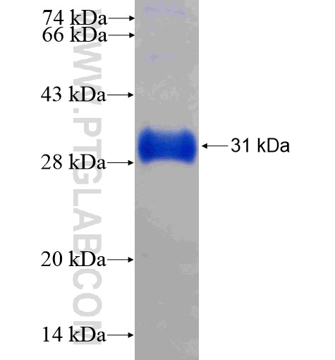 INE1 fusion protein Ag15601 SDS-PAGE