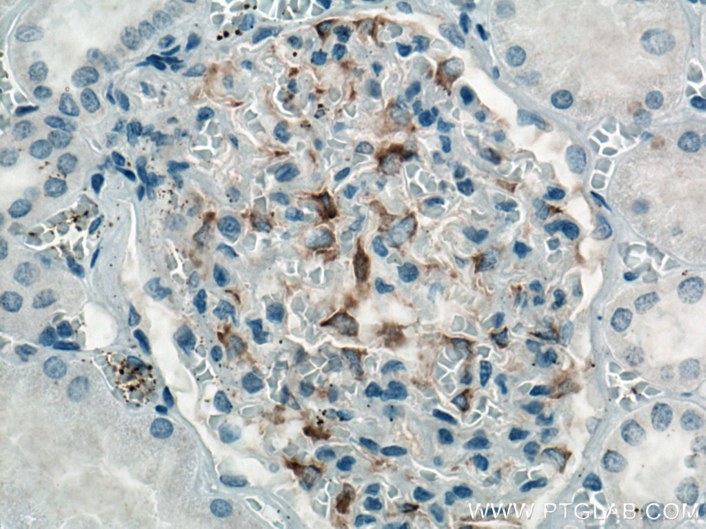 IHC staining of human kidney using 66910-1-Ig