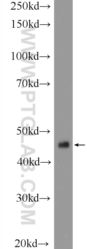 WB analysis of mouse liver using 17921-1-AP