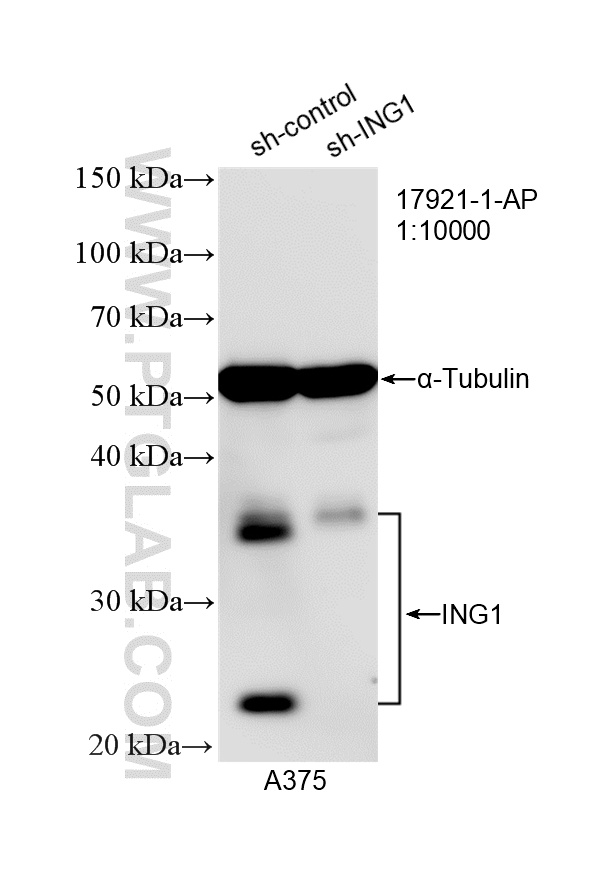 WB analysis of A375 using 17921-1-AP