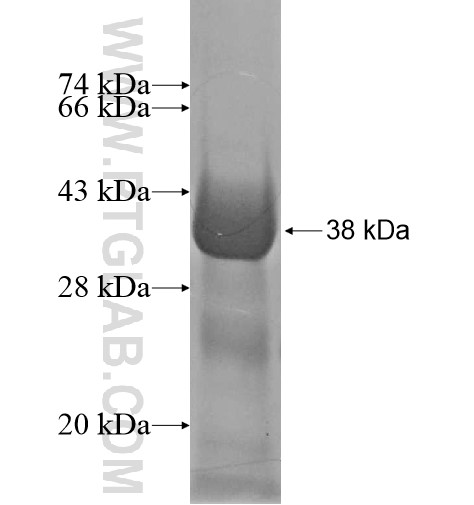 ING1 fusion protein Ag12525 SDS-PAGE