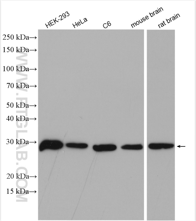 WB analysis using 10617-1-AP