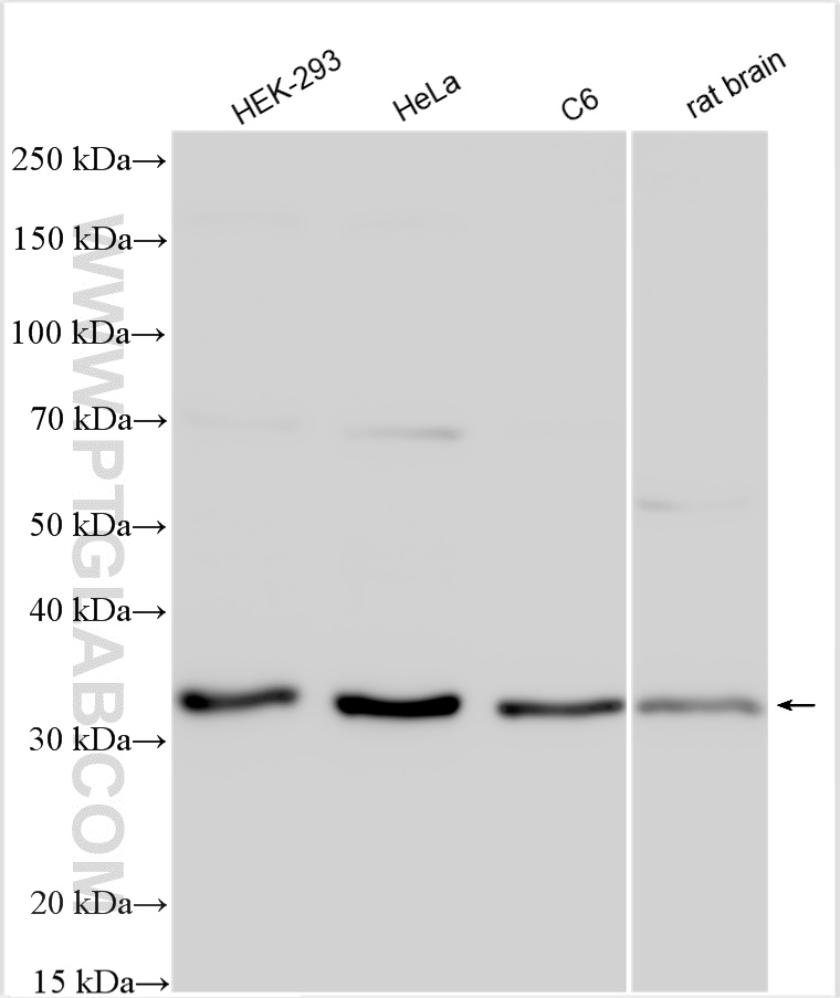 WB analysis using 10896-1-AP