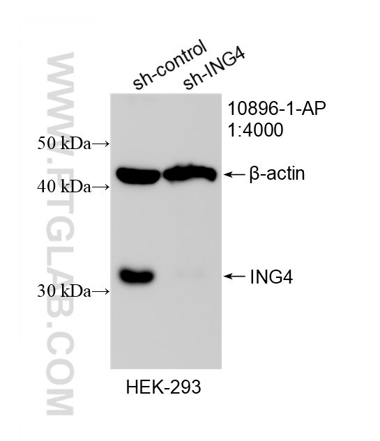 WB analysis of HEK-293 using 10896-1-AP