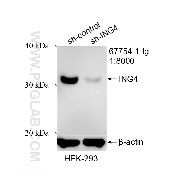 WB analysis of HEK-293 using 67754-1-Ig