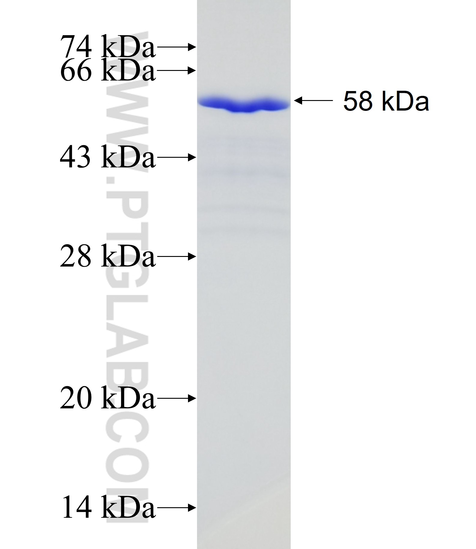 ING4 fusion protein Ag1332 SDS-PAGE