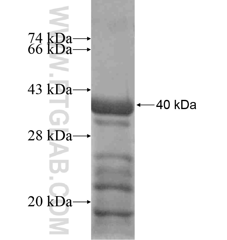 INHBA fusion protein Ag16700 SDS-PAGE