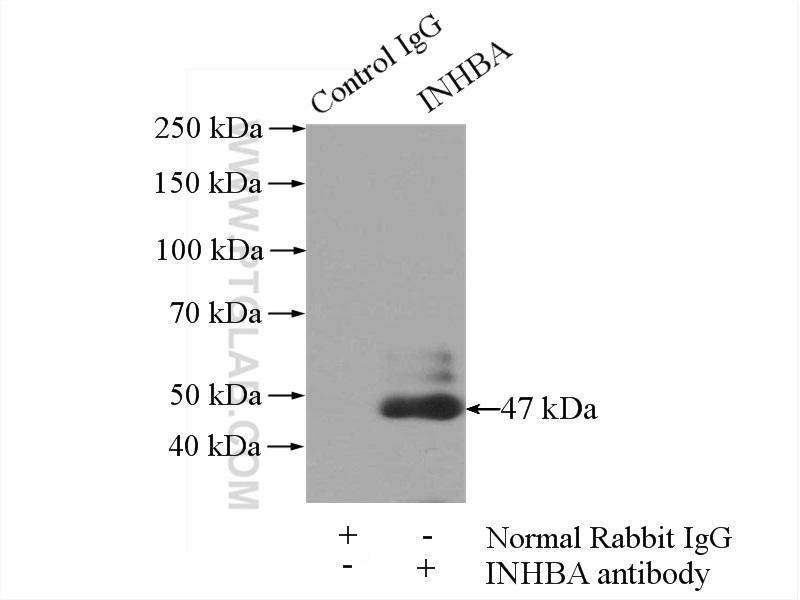 IP experiment of rat brain using 17524-1-AP