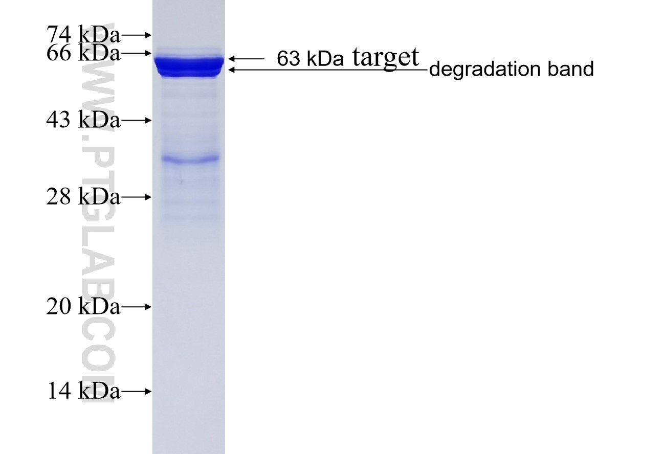 INO80 fusion protein Ag20309 SDS-PAGE