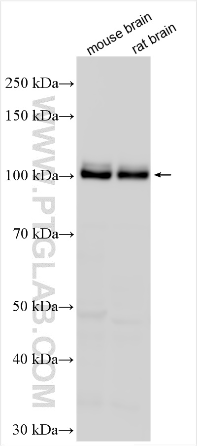 WB analysis using 12665-1-AP